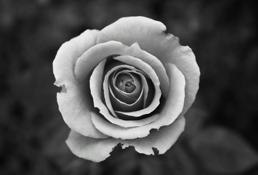 Rose garden